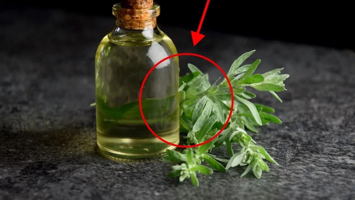 Receita de Cachaça Infundida com Losna