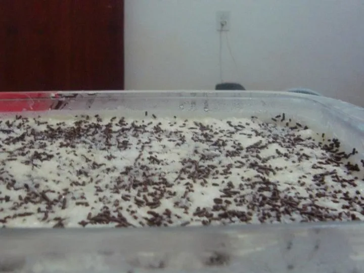 Pavê de Chocolate com Coco