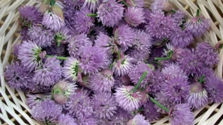 Receita de Flor de cebolina recheando Flores de abobrinha
