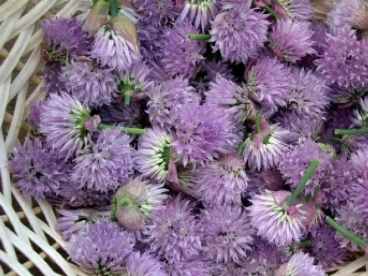 Flor de cebolina recheando Flores de abobrinha