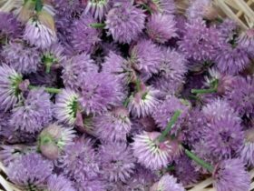 Receita de Flor de cebolina recheando Flores de abobrinha, enviada por Luciana Souza - Prazer à Mesa