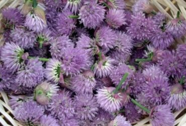 Receita de Flor de cebolina recheando Flores de abobrinha, enviada por Luciana Souza - Prazer à Mesa