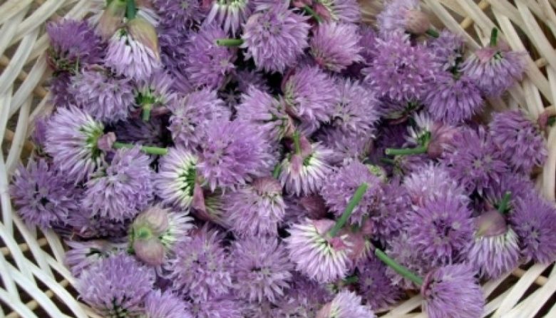 Receita de Flor de cebolina recheando Flores de abobrinha, enviada por Luciana Souza - Prazer à Mesa